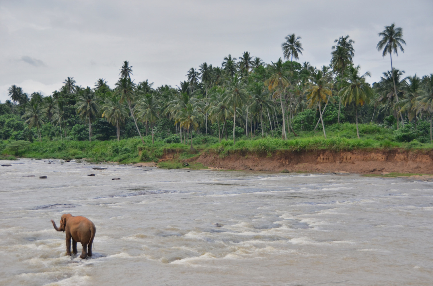 Elephants walking