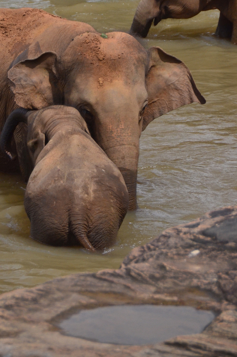 Elephant restaurant