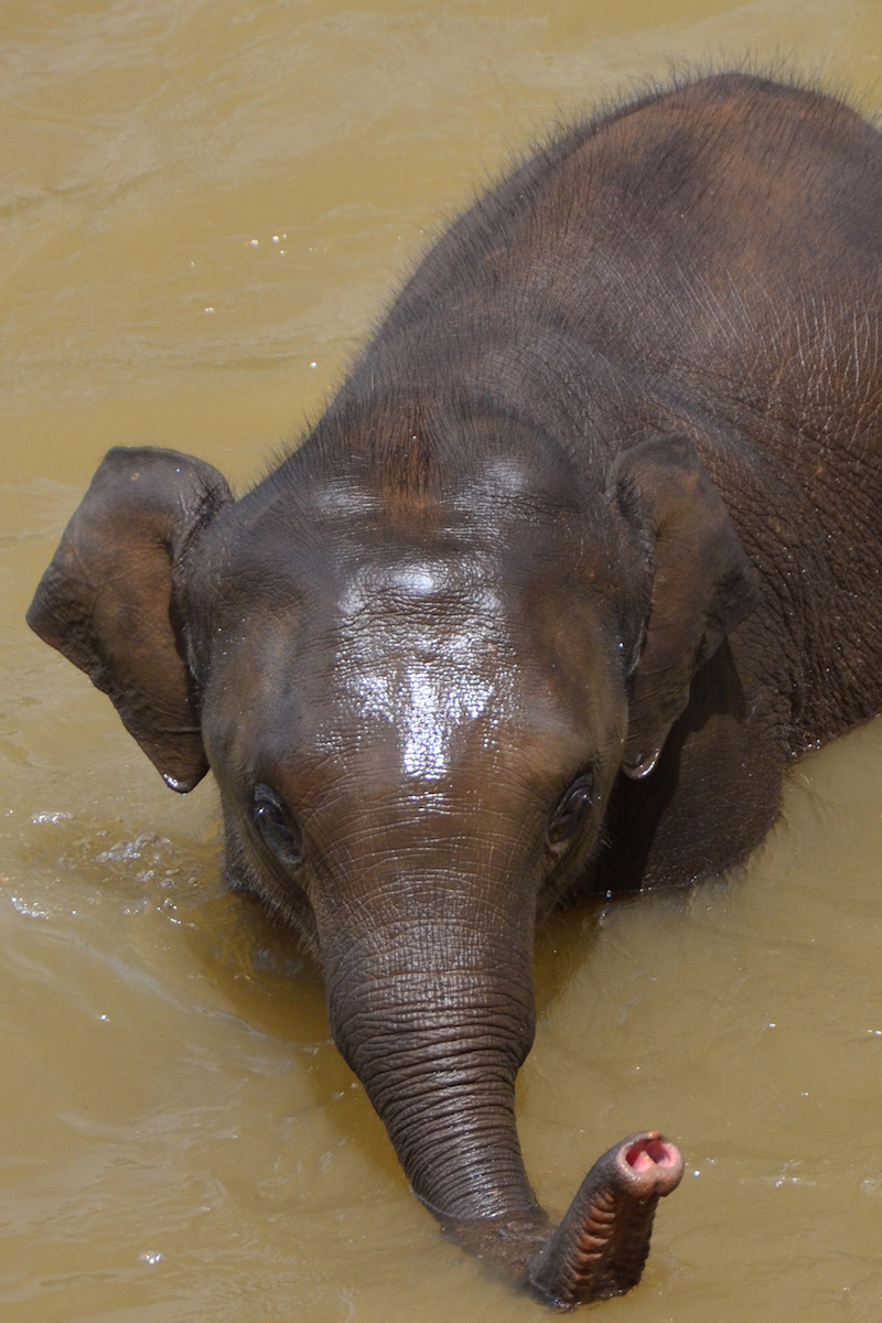 Elephants arrive to river