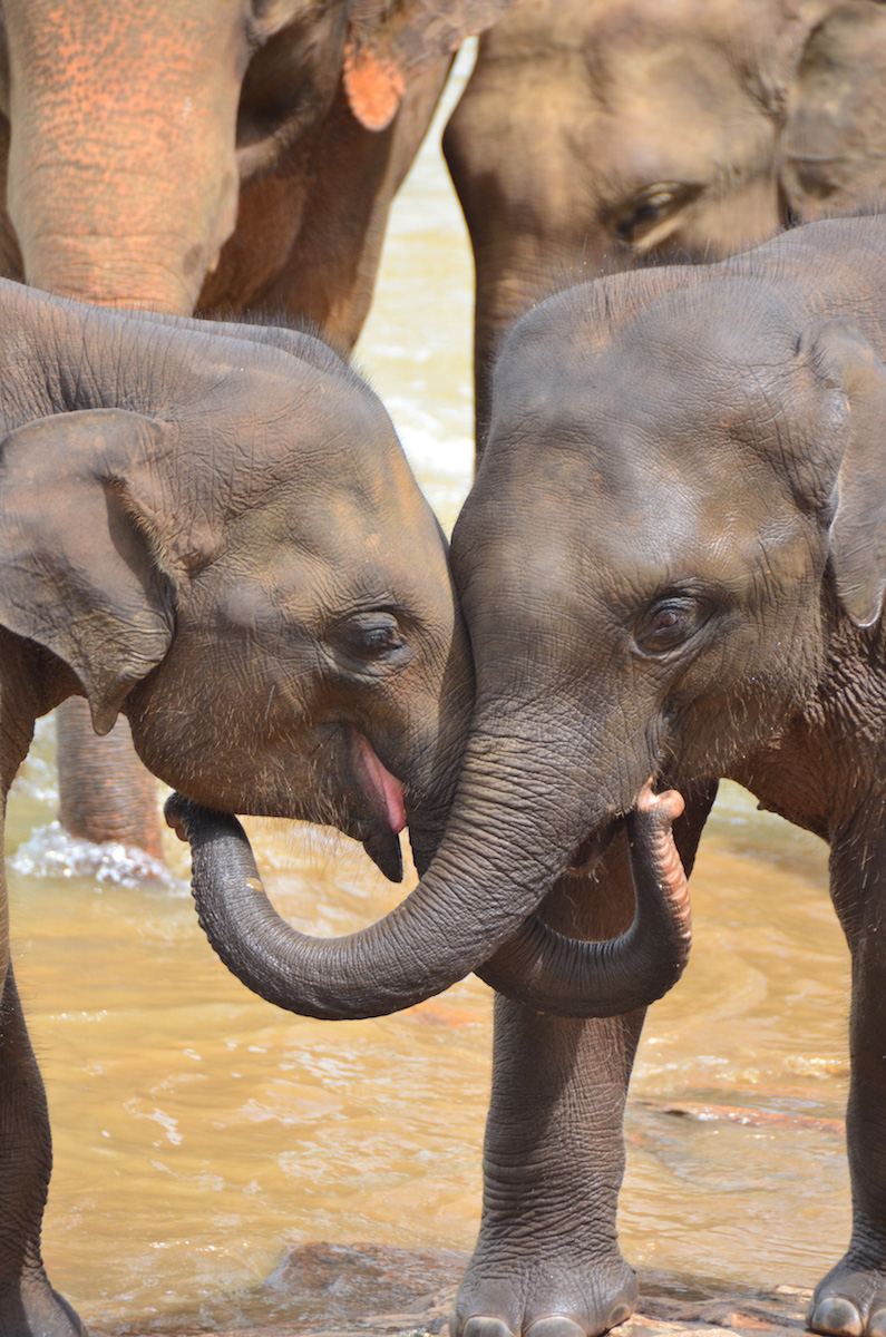 Schoolchildren greet elephants