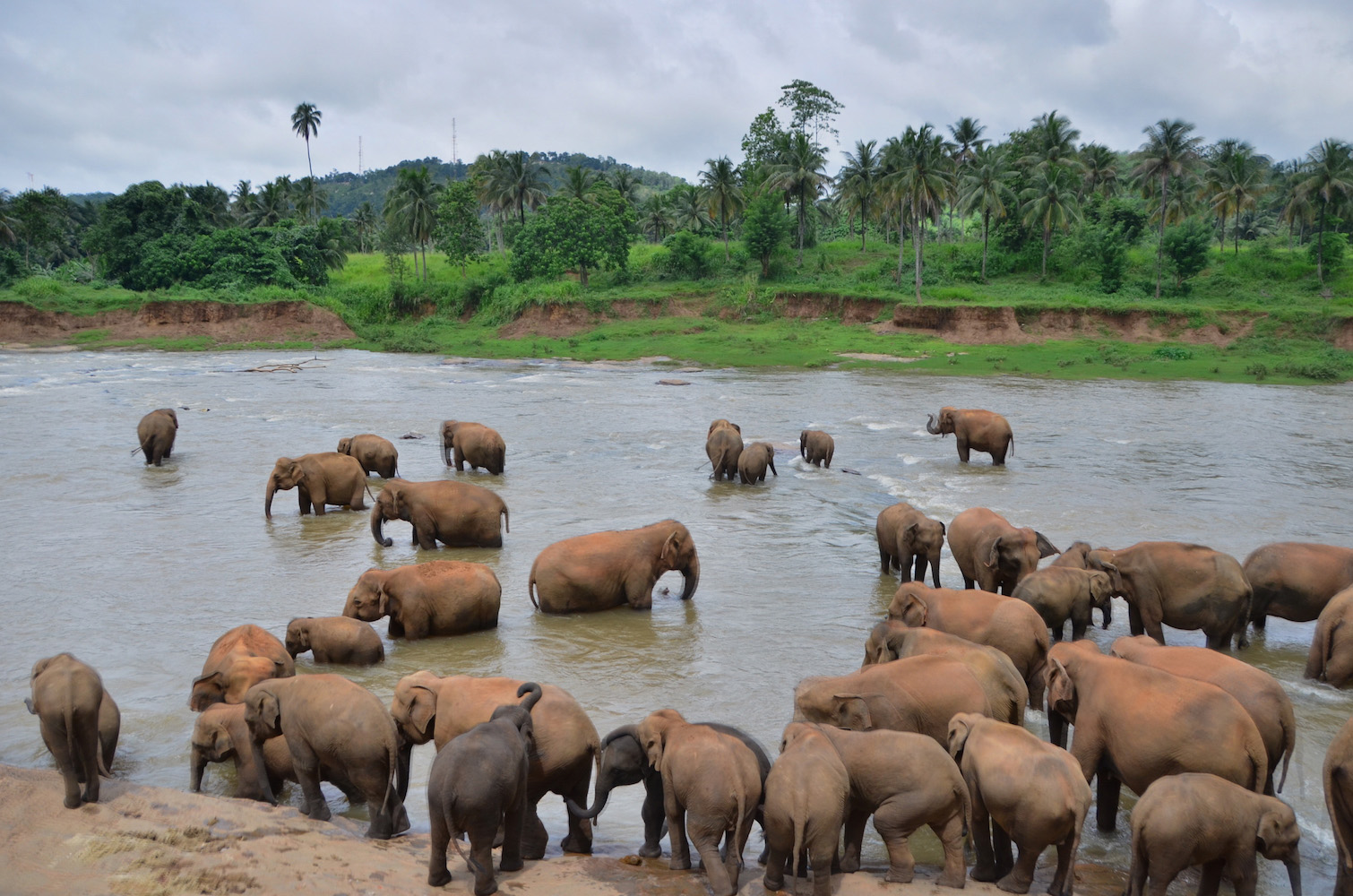 Elephants walking