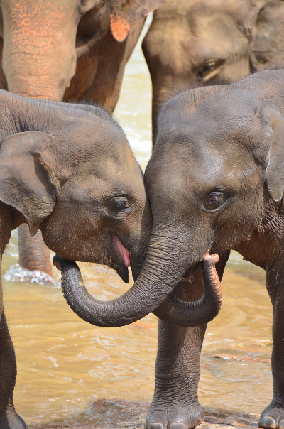 Elephants playing