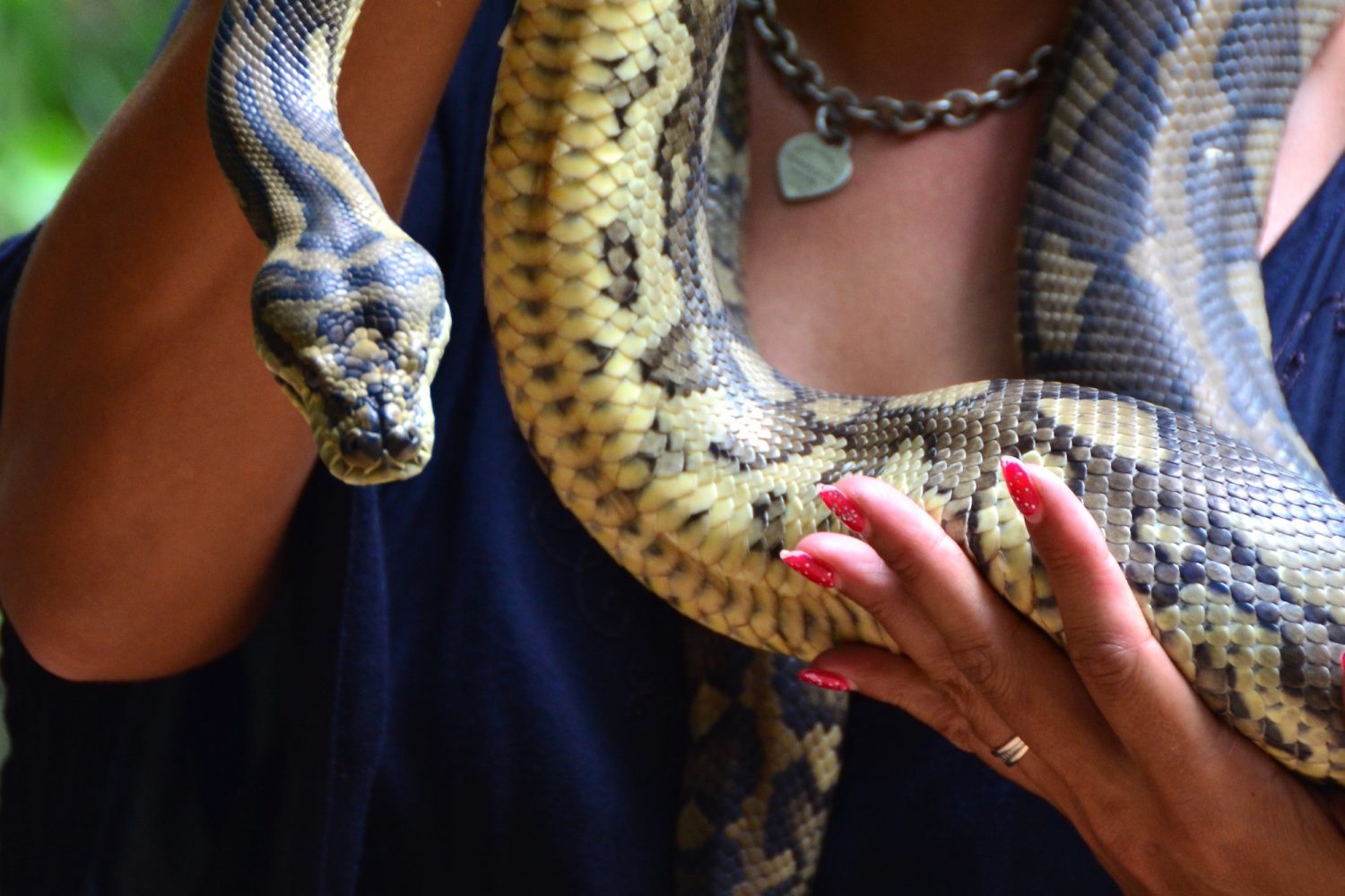 Fear and Snakes in Sri Lanka