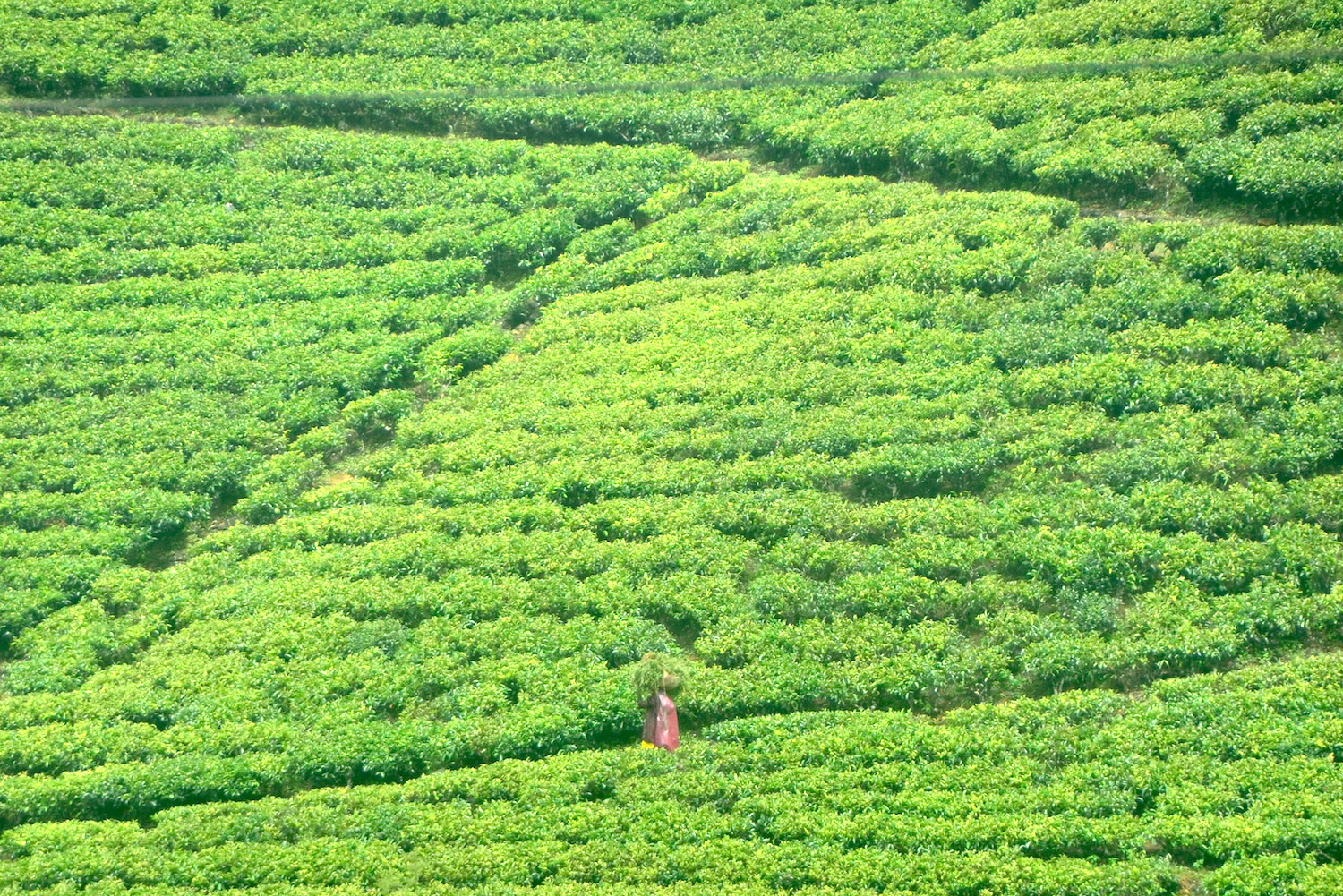 How to Visit Sri Lanka’s Tea Country