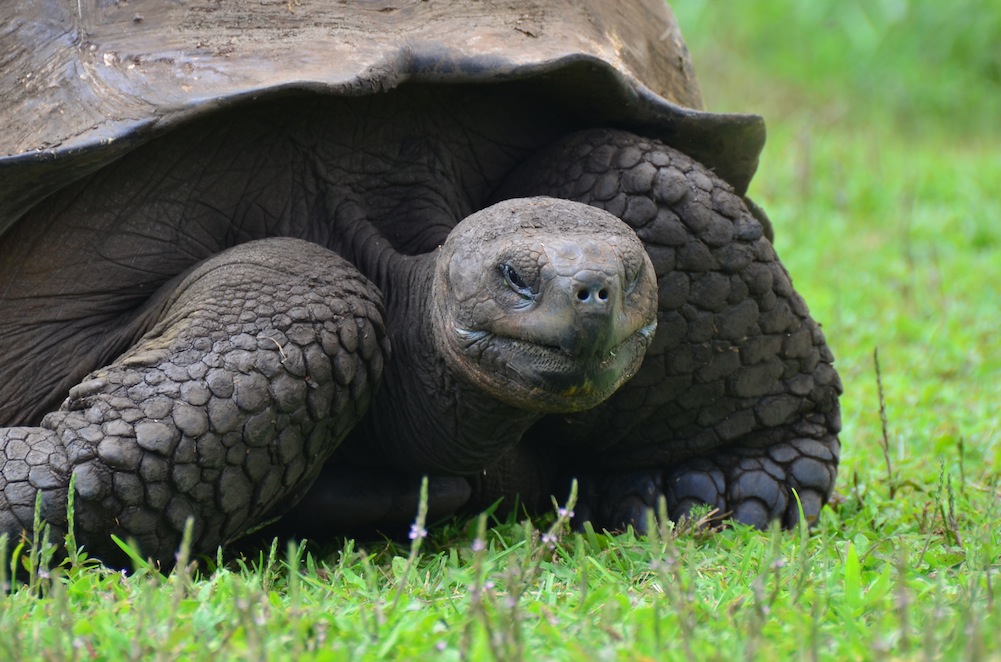 How to See Turtles in the Galapagos Islands