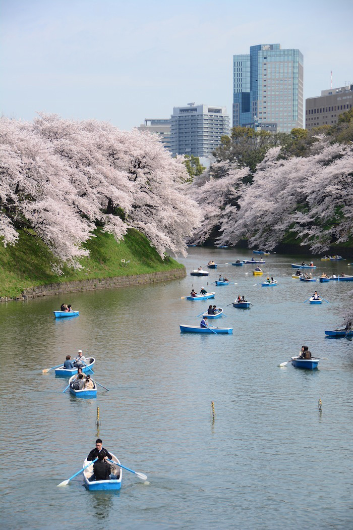 Japan travel pictures of Sakura in Tokyo