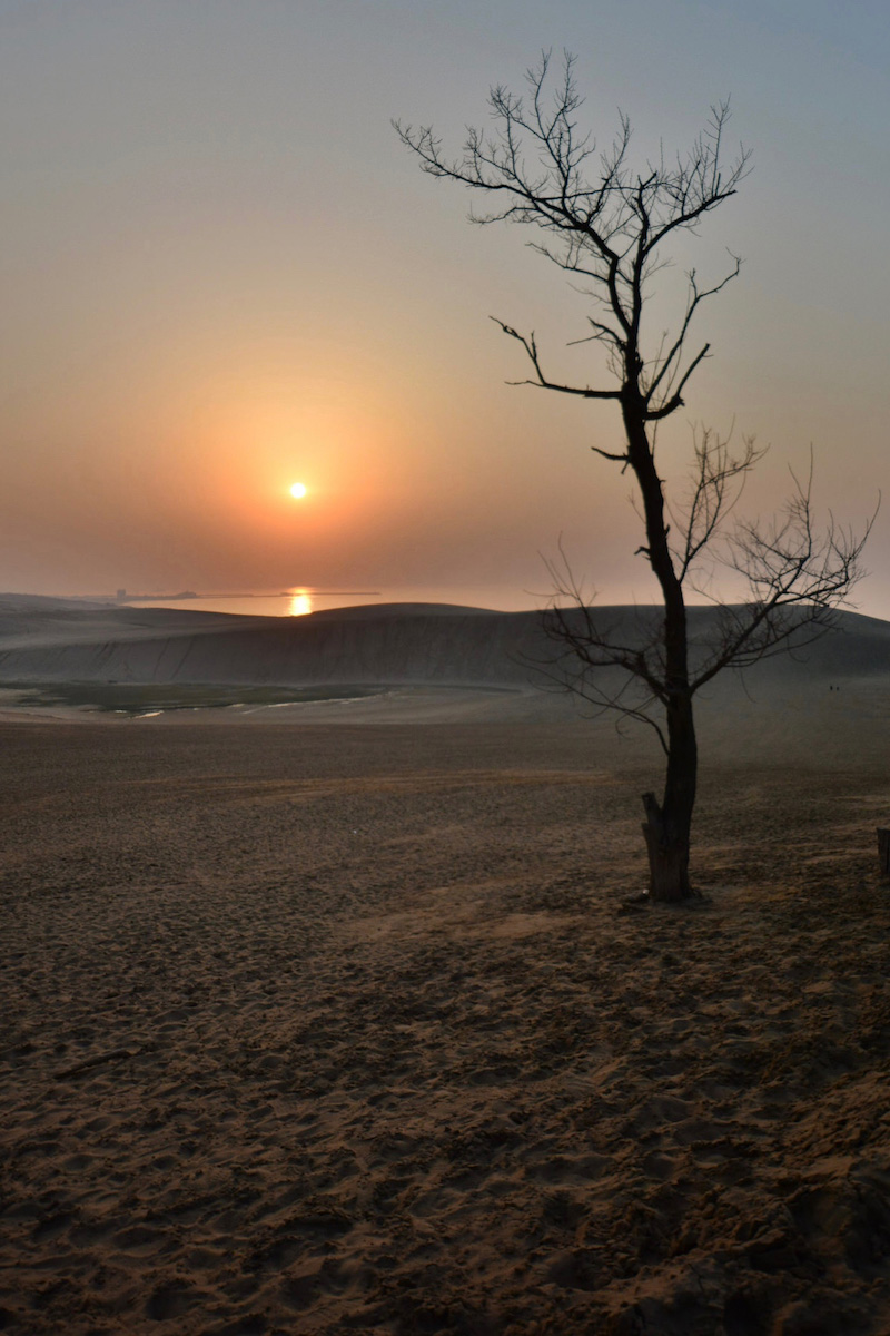 Tree in desert in Tottori, Japan