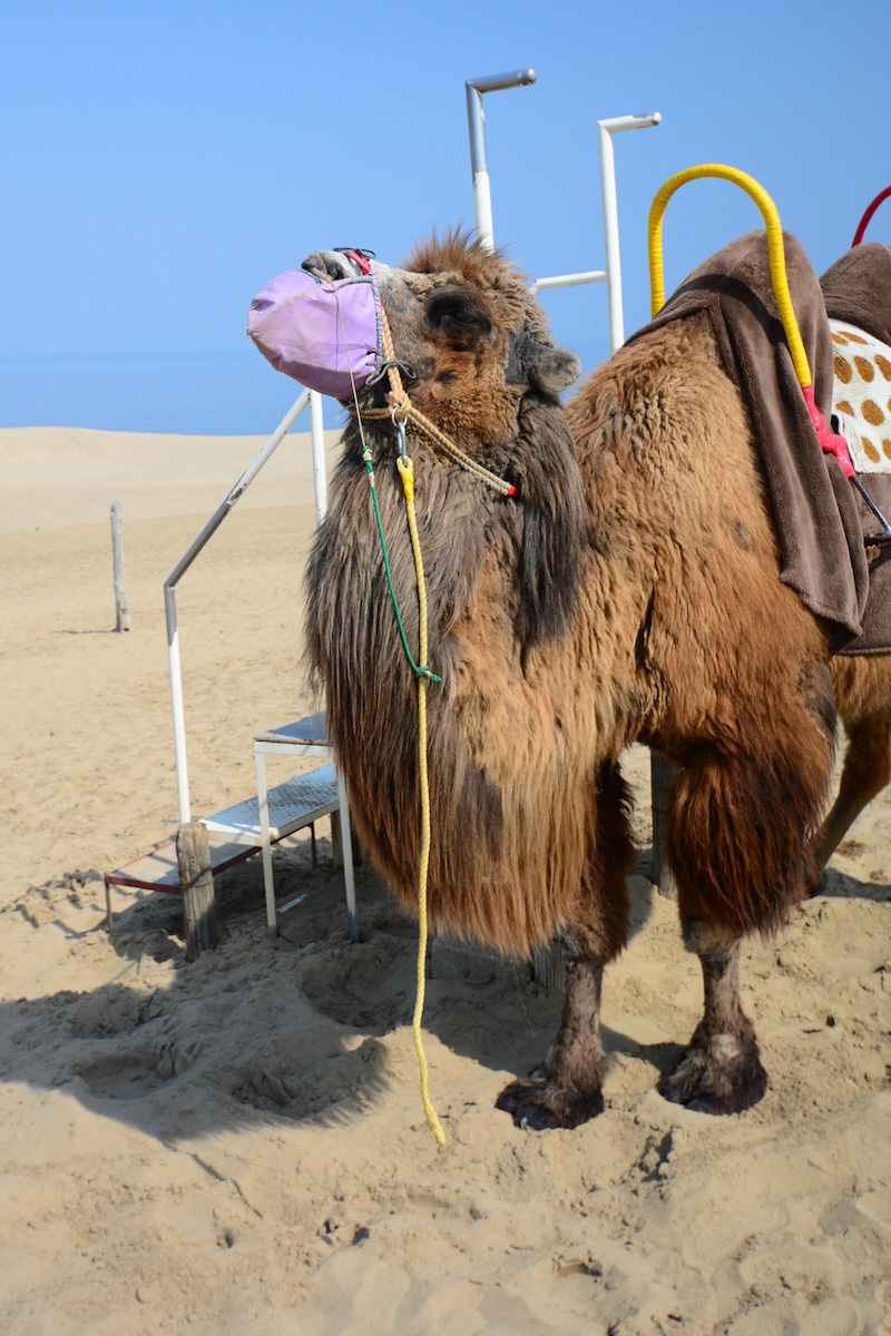 Camel in desert in Tottori, Japan