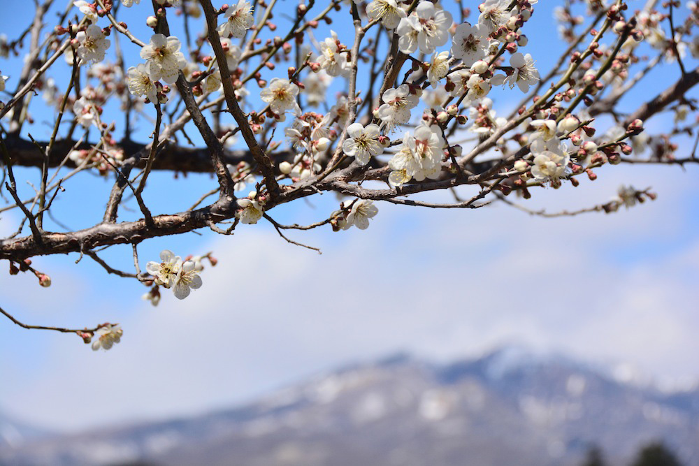 here-s-how-to-take-a-day-trip-from-tokyo-to-nikko