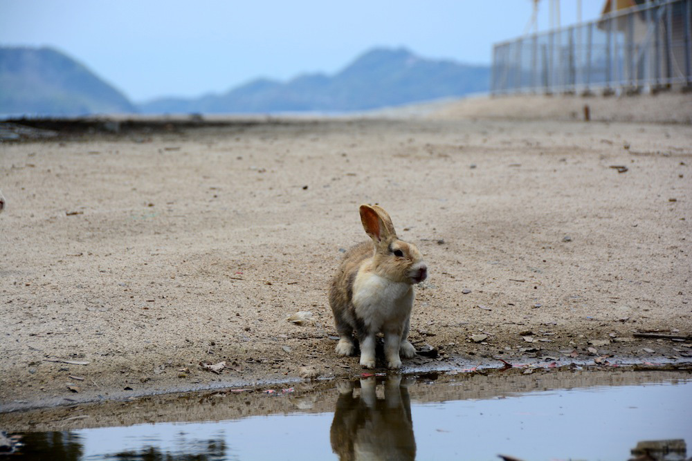 https://leaveyourdailyhell.com/wp-content/uploads/2014/04/Rabbit-Island-Japan-1.jpg