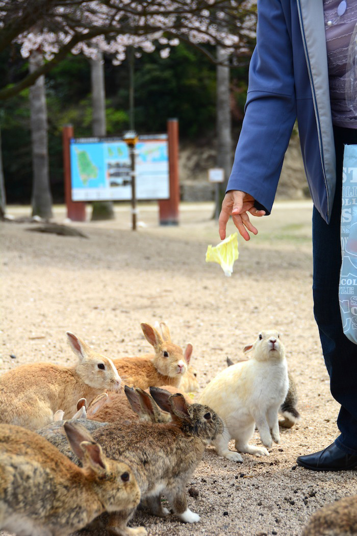 Here's How—and Whether—to Visit Japan's Cat Island and Rabbit Island