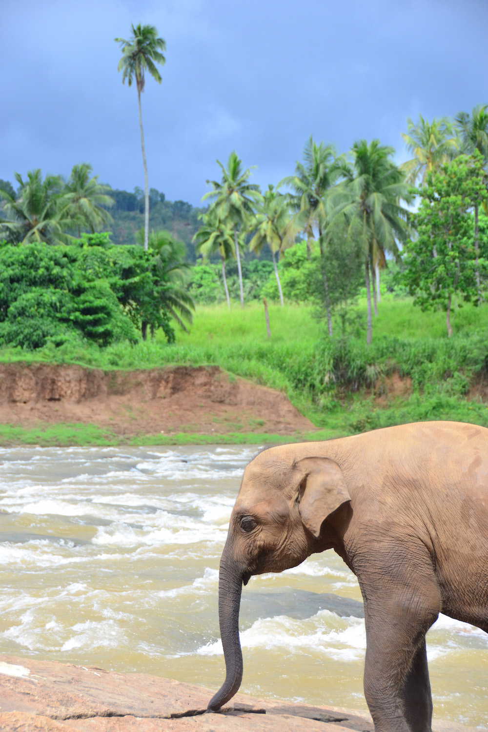 Elephant at a river