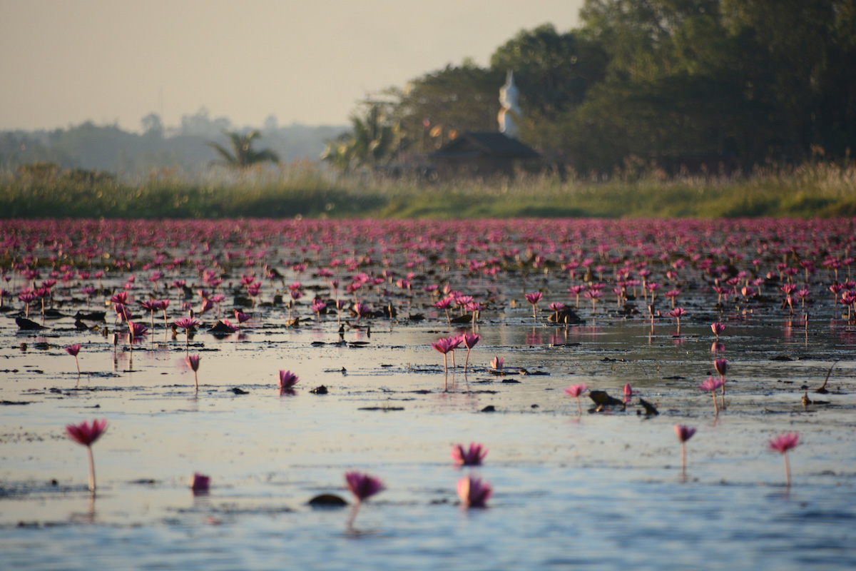 Thailand’s Home of Flower Power