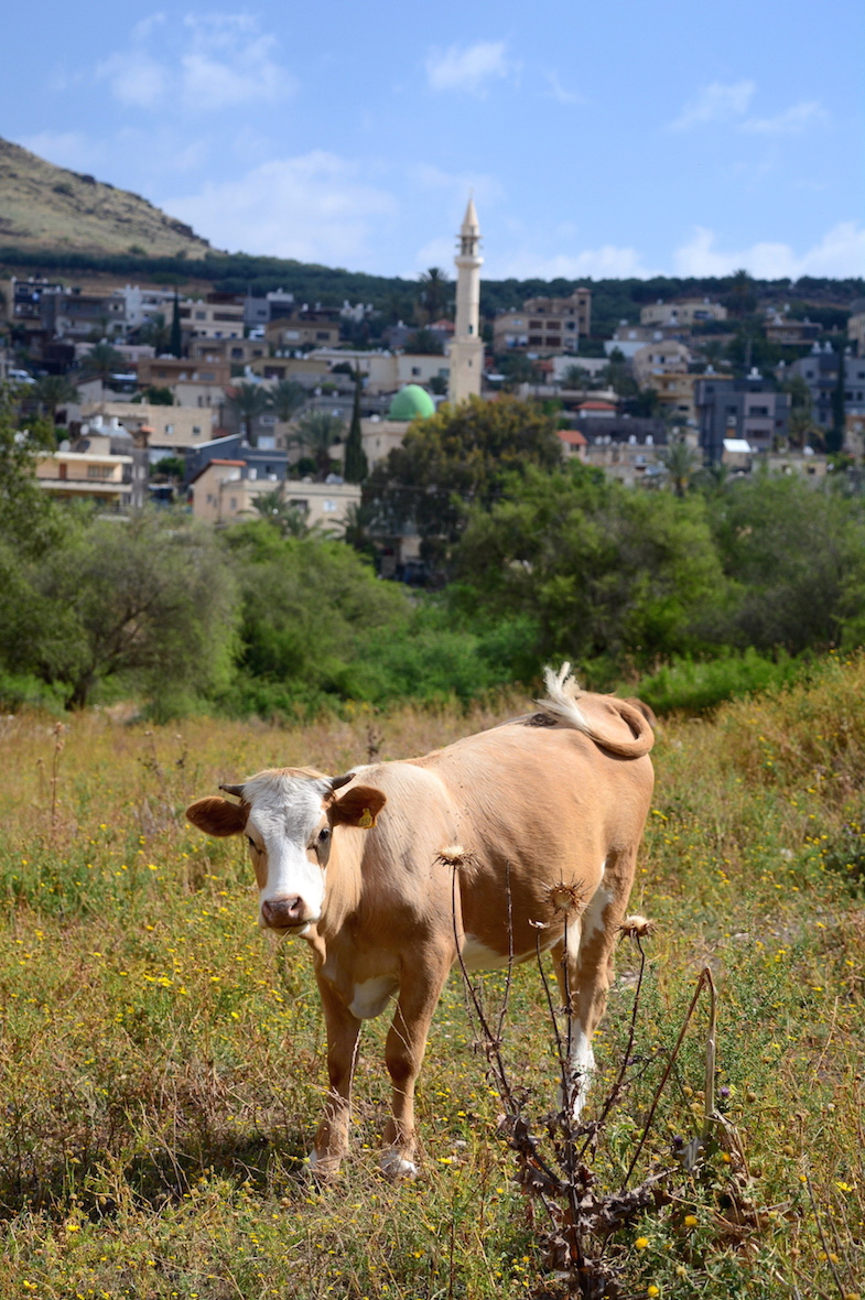 Cow in front of Bedouin village in the Galilee