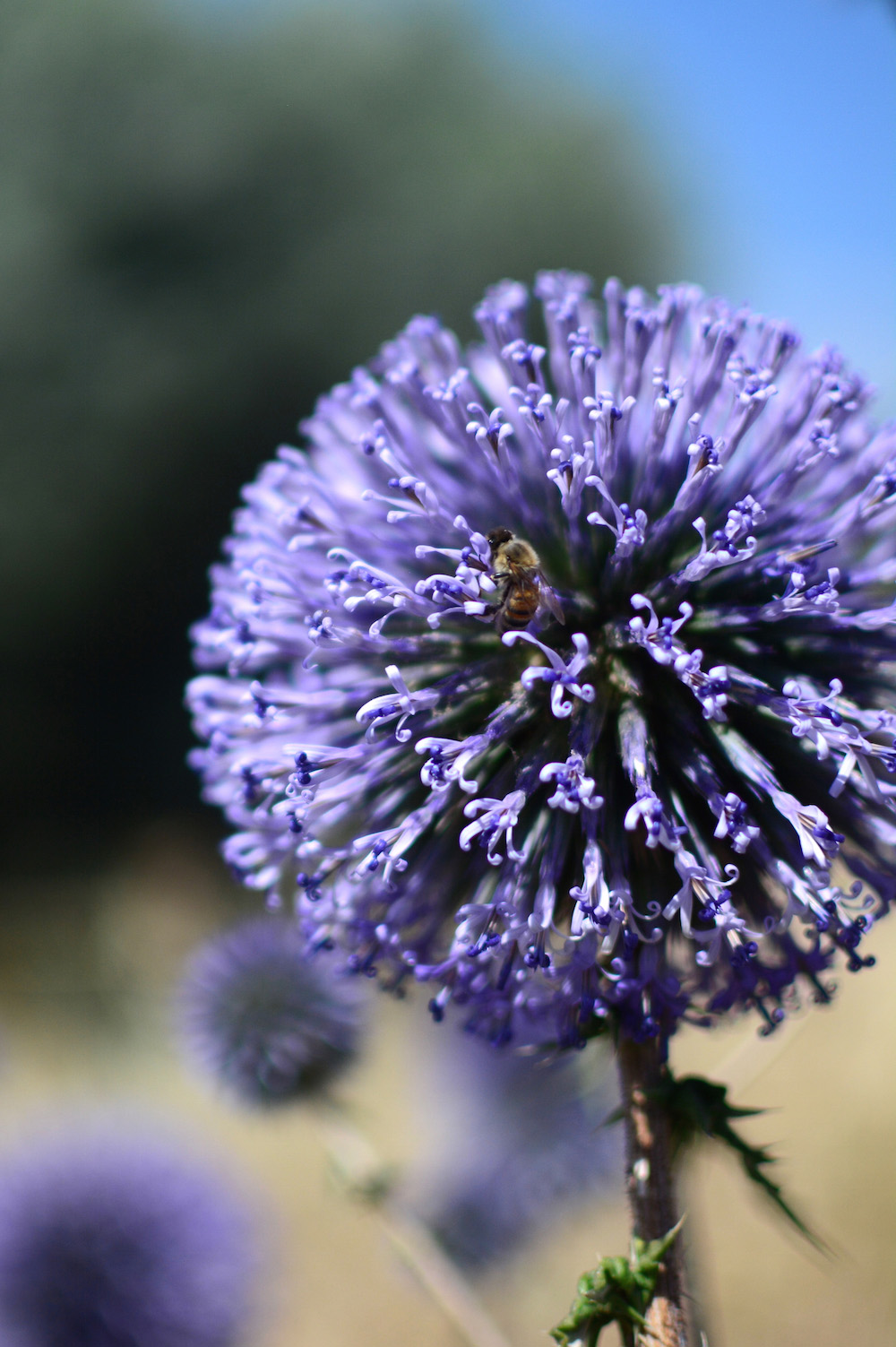 Bee on thistle flower in the Galilee