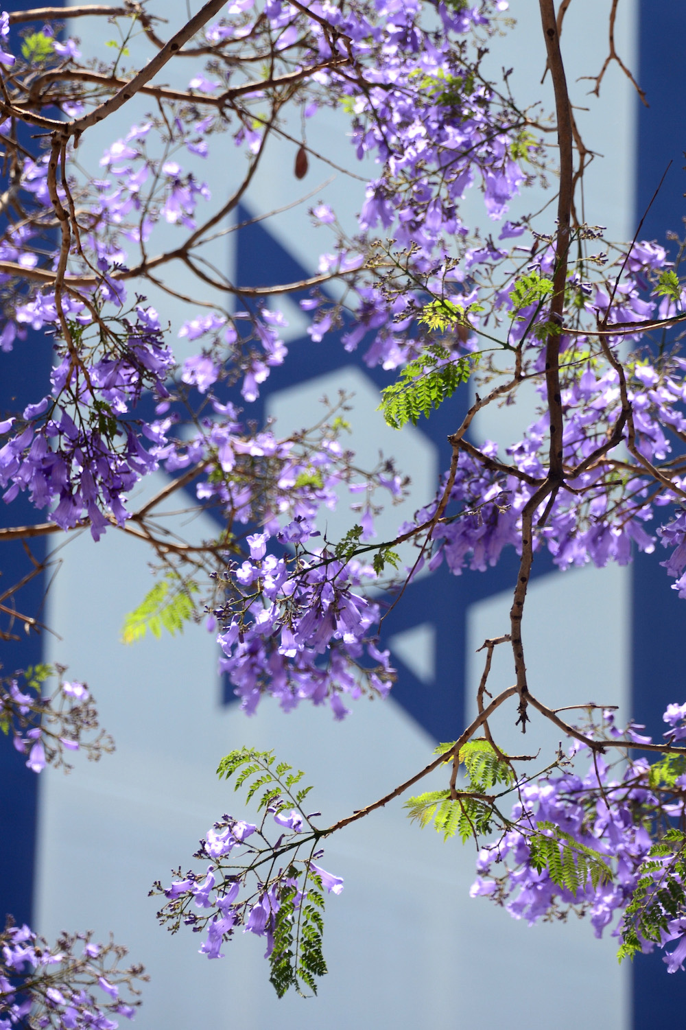 Jacaranda blossoms in front of Israel flag