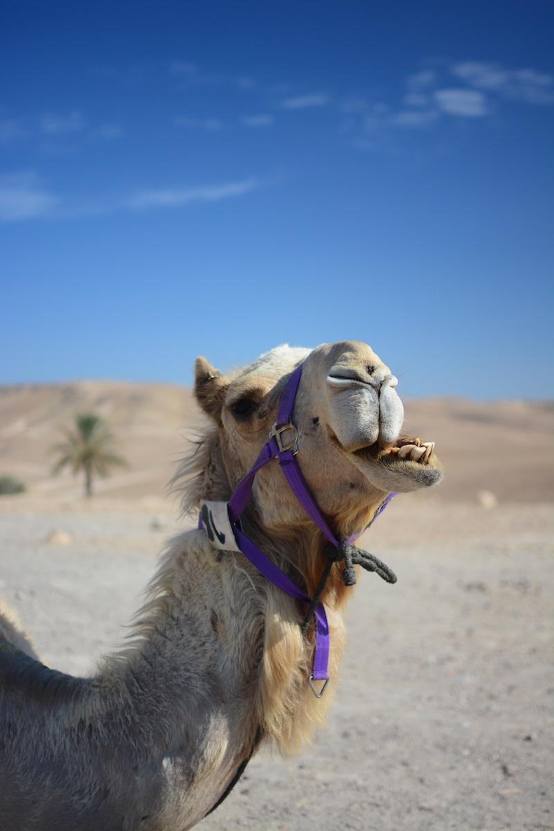 Camel in Israel