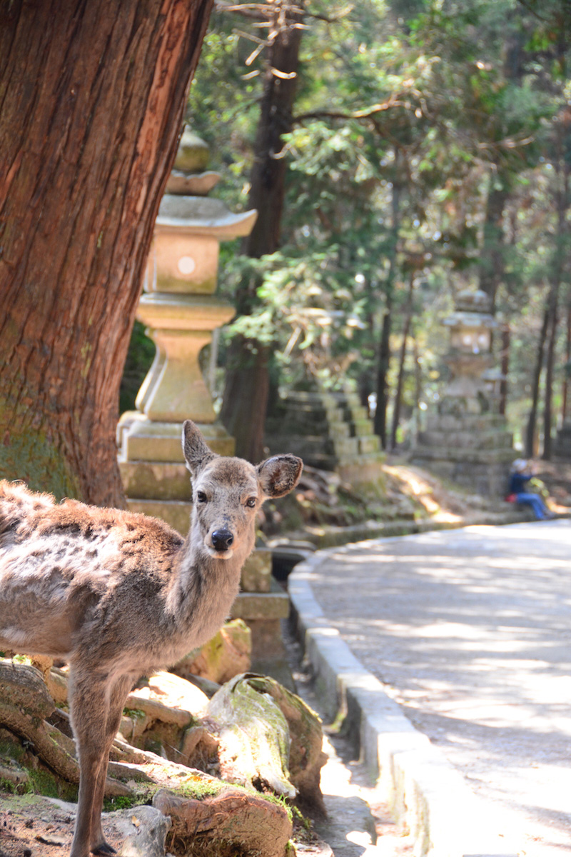 Japan travel pictures of Nara deer