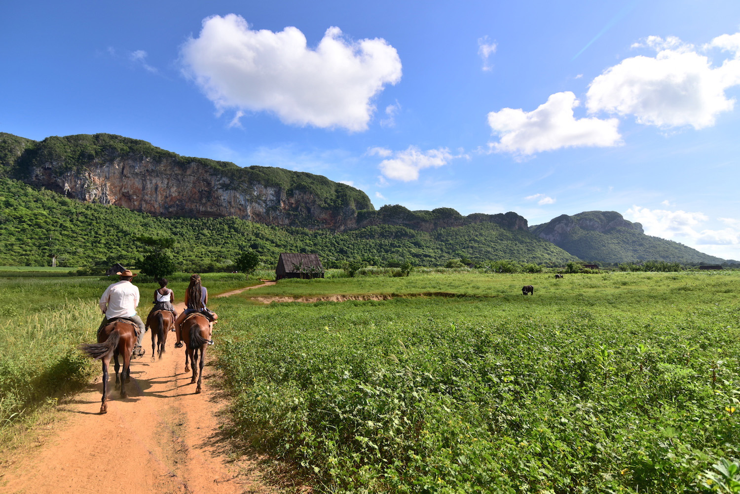 Cuba travel picture horses in Viñales