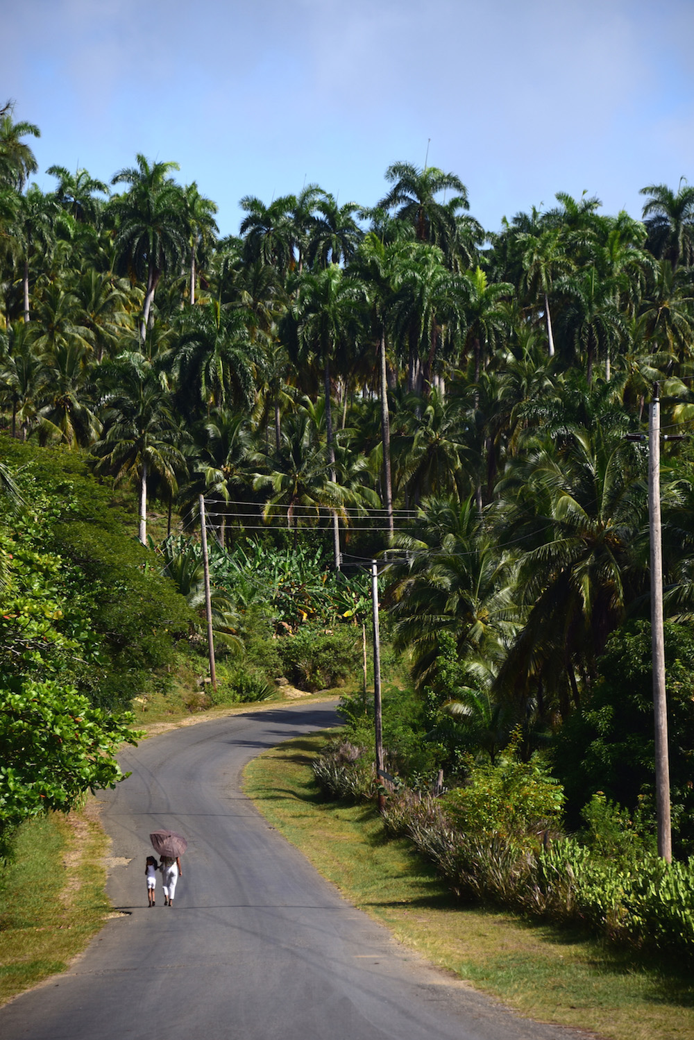 Cuba travel pictures palm trees