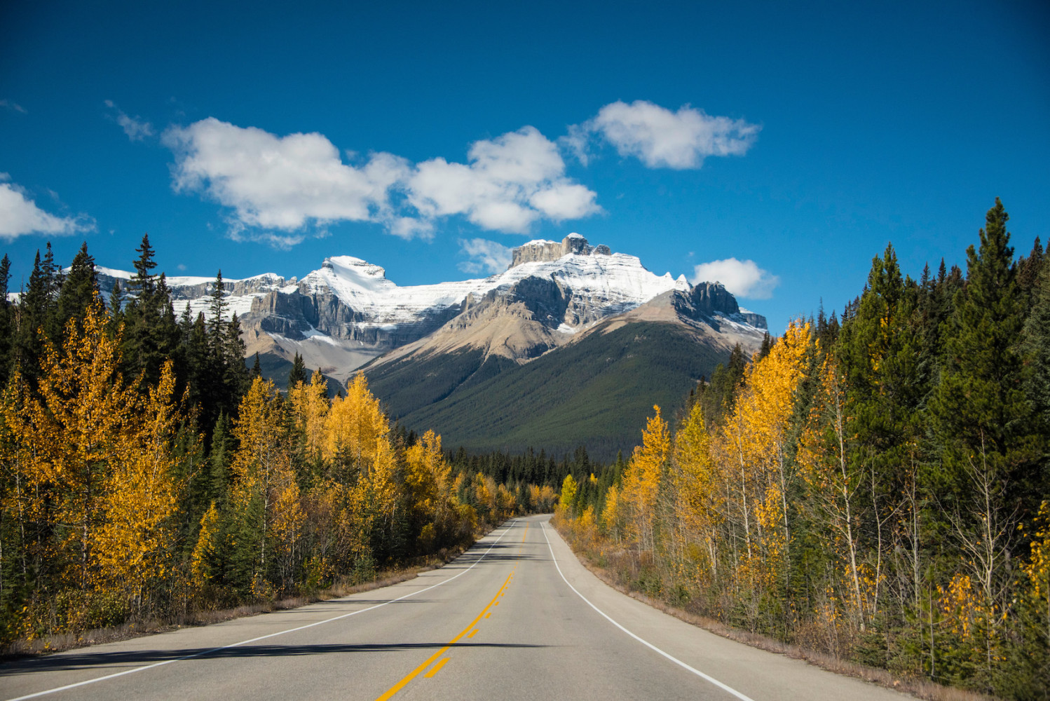 Alberta Starts Here