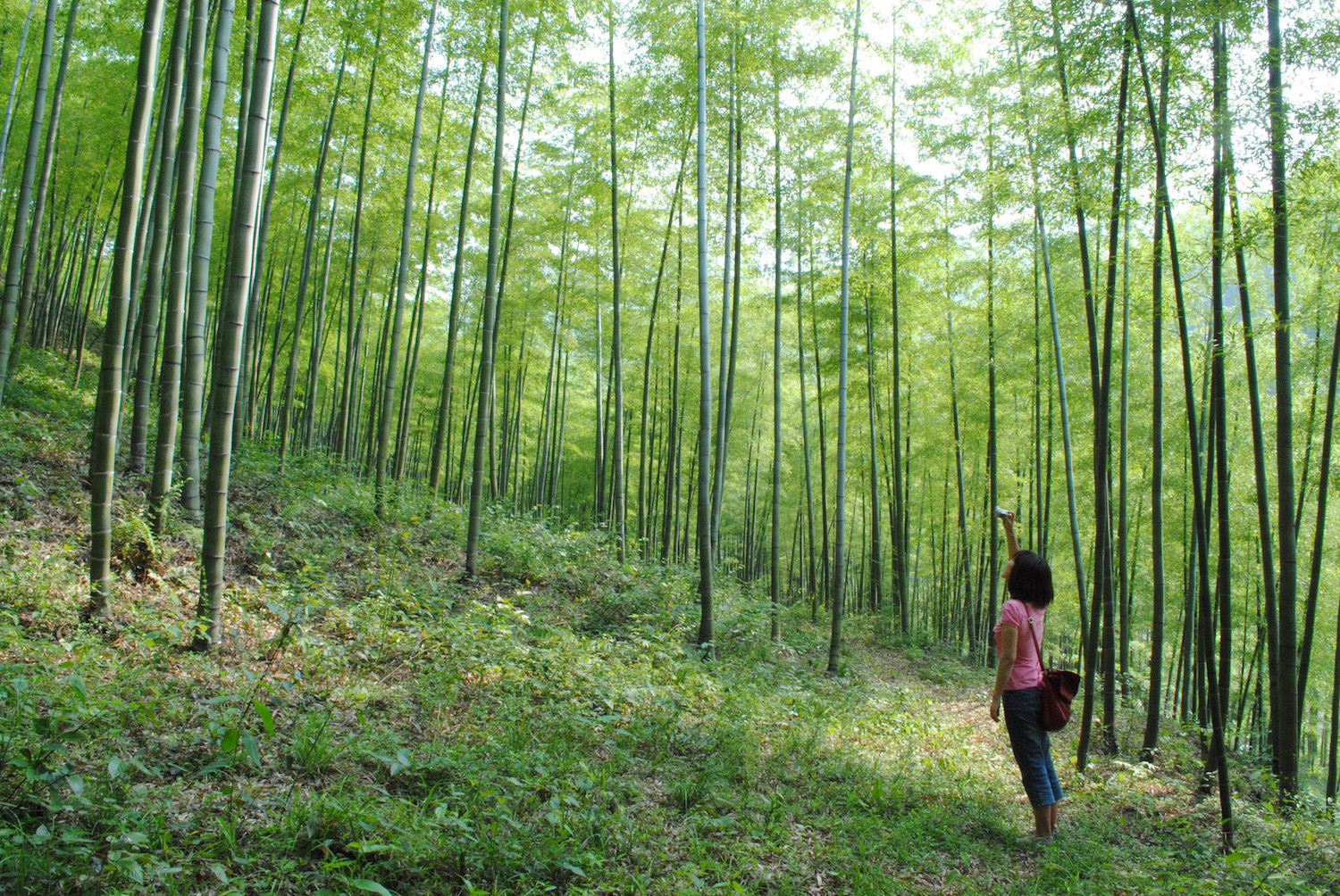 Первобытный Кратерный лес в Китае (Статья с фото) - treepics.ru