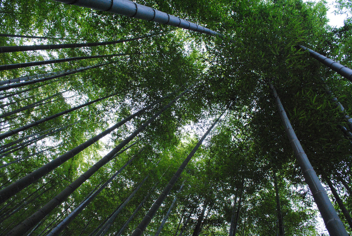 Bamboo Forest in Shanghai, China