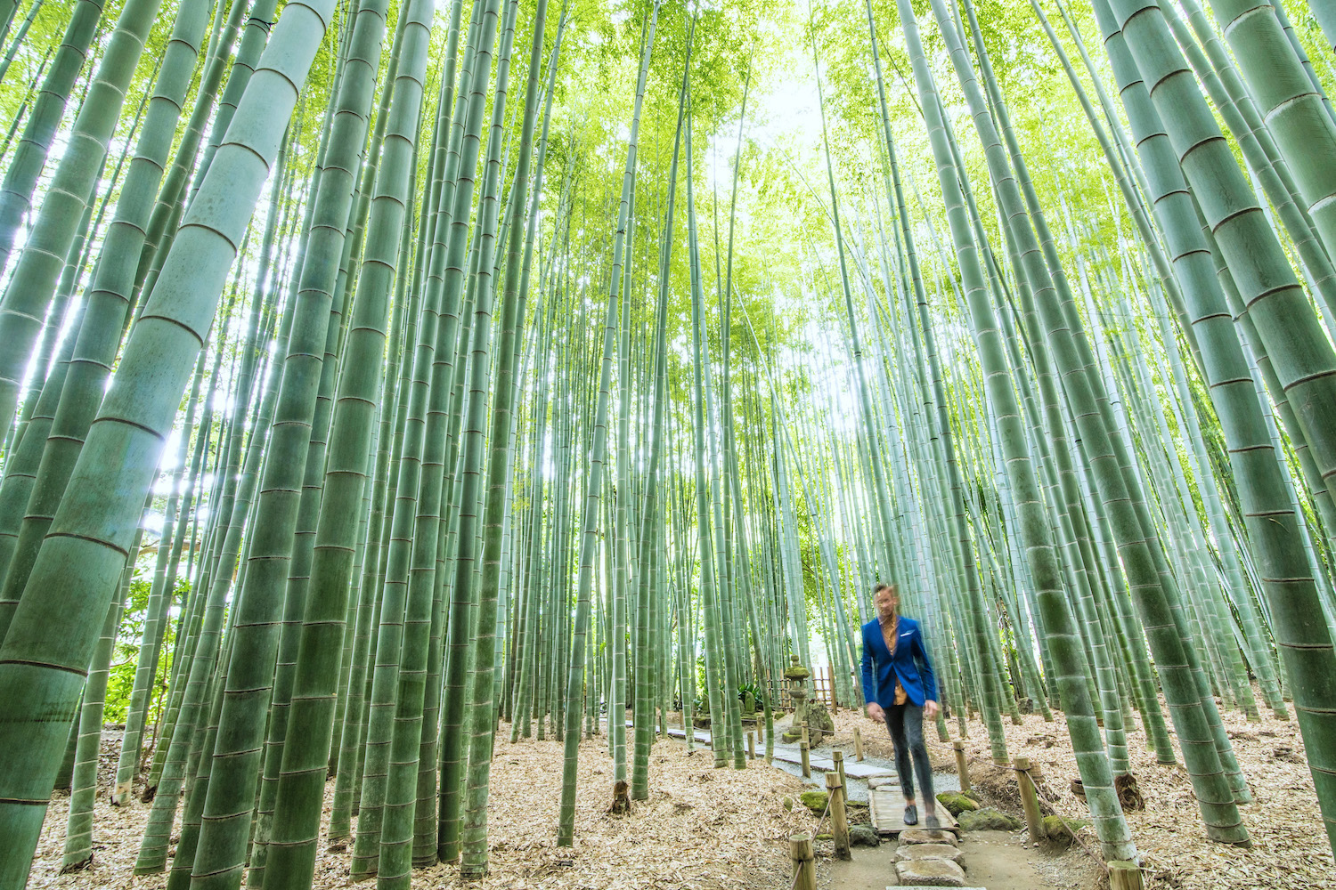 Japan travel pictures of bamboo forest