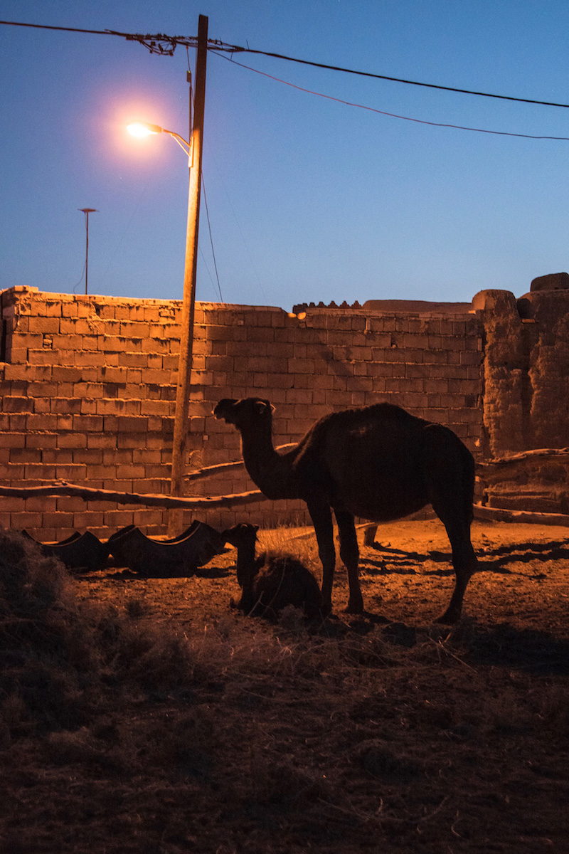 Iran travel pictures camels in Iran