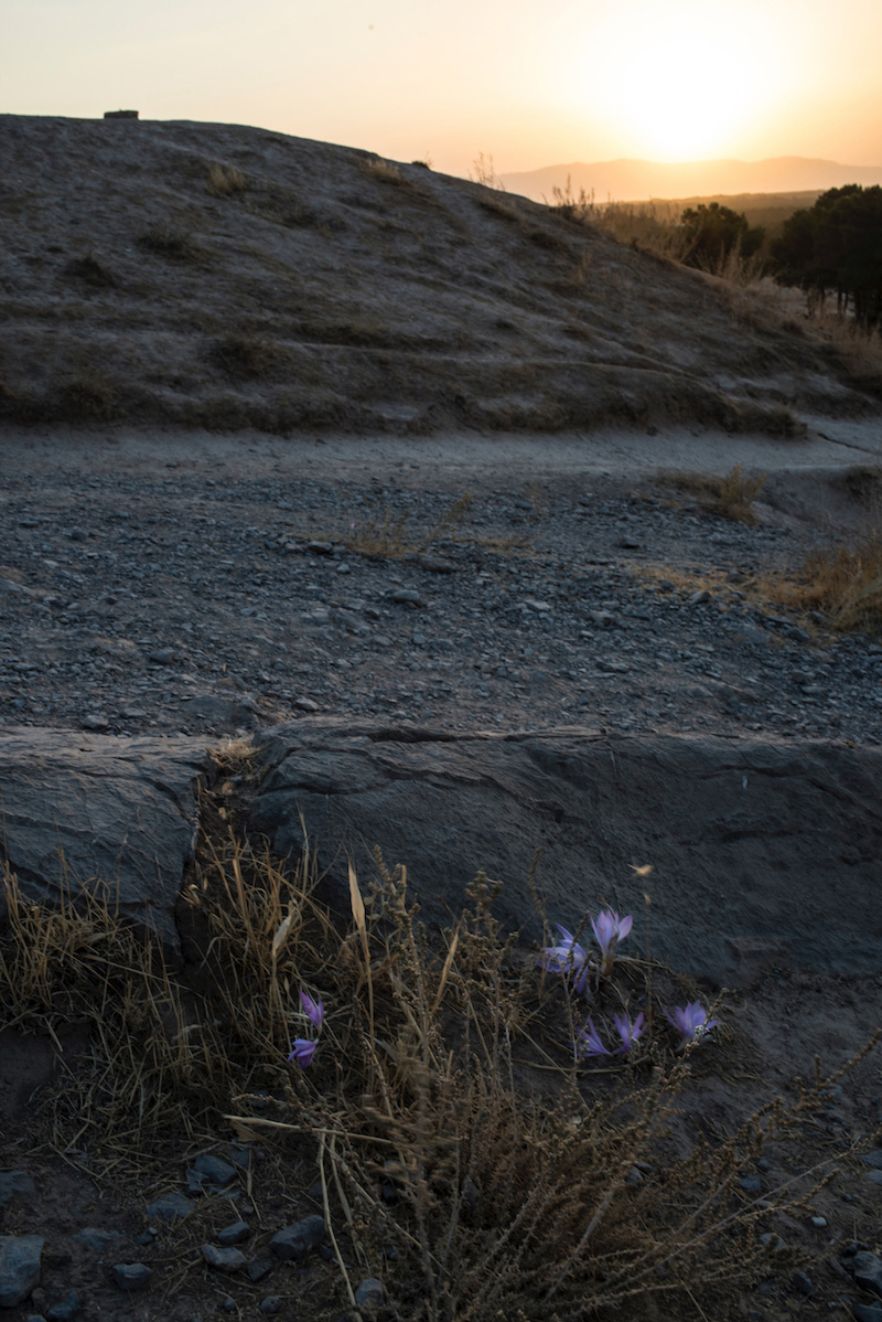 Iran travel pictures saffron crocuses