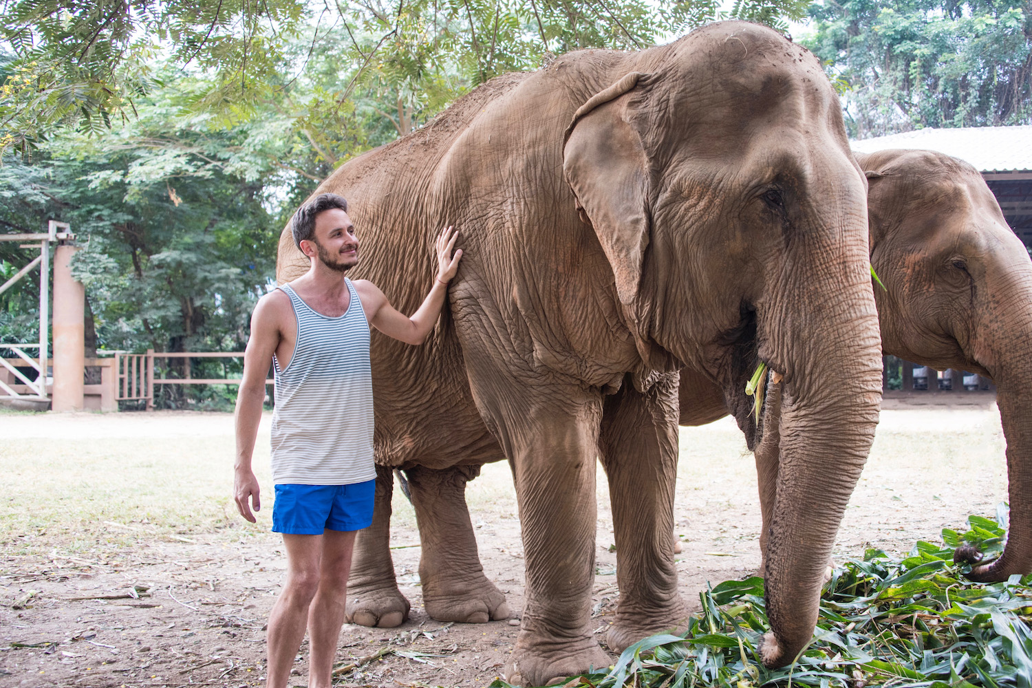 Thailand Elephant Chiang Mai