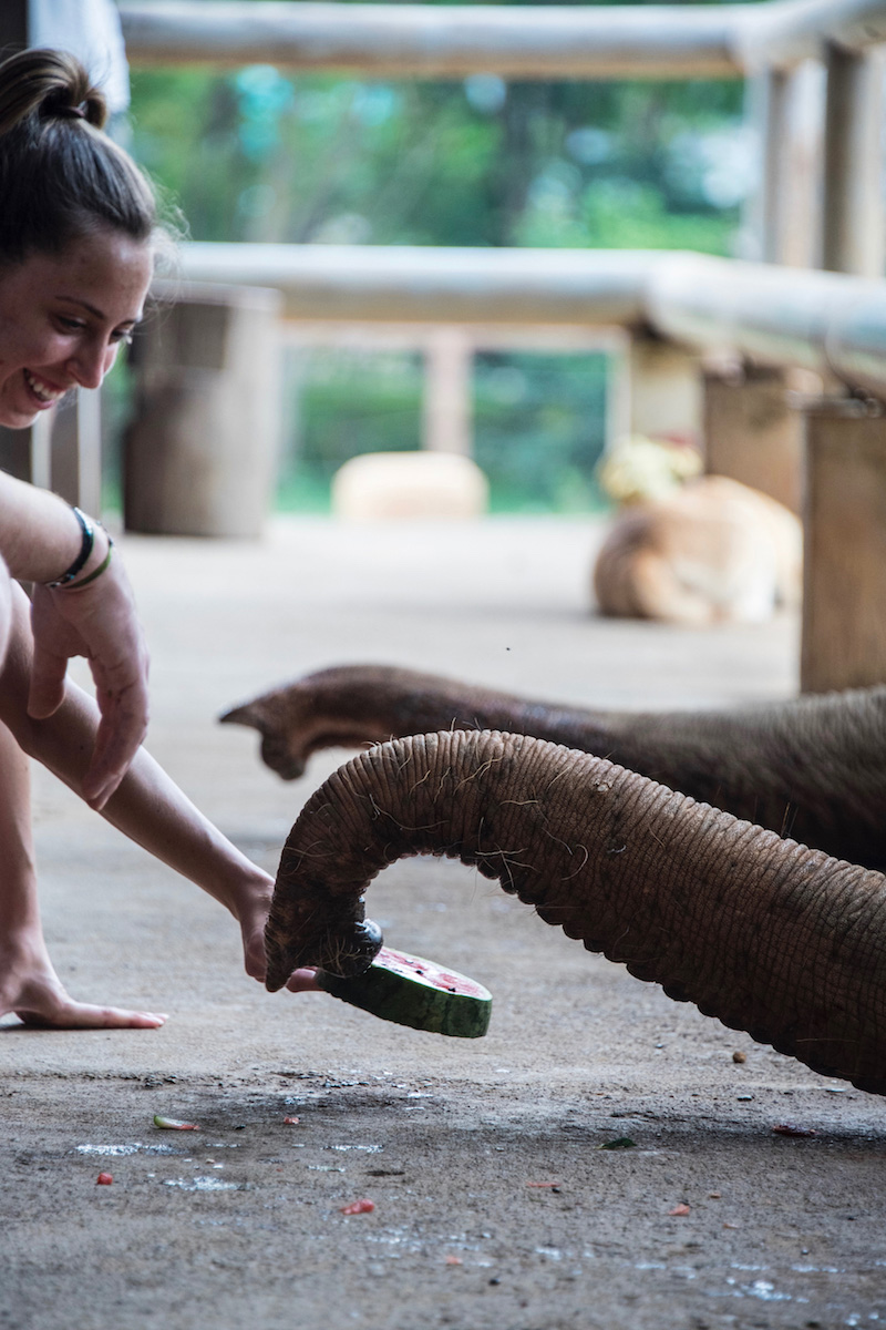 Chiang Mai Elephant eating