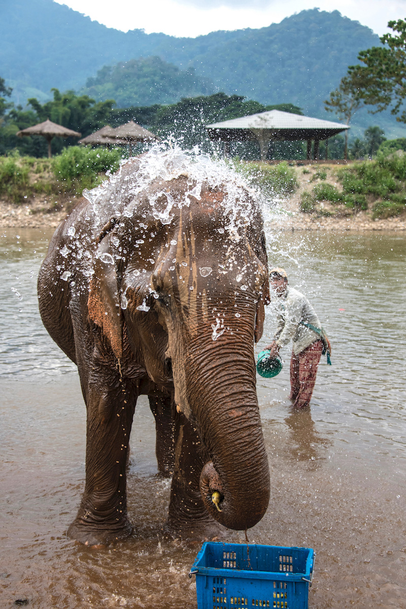 Chiang Mai Elephant bath