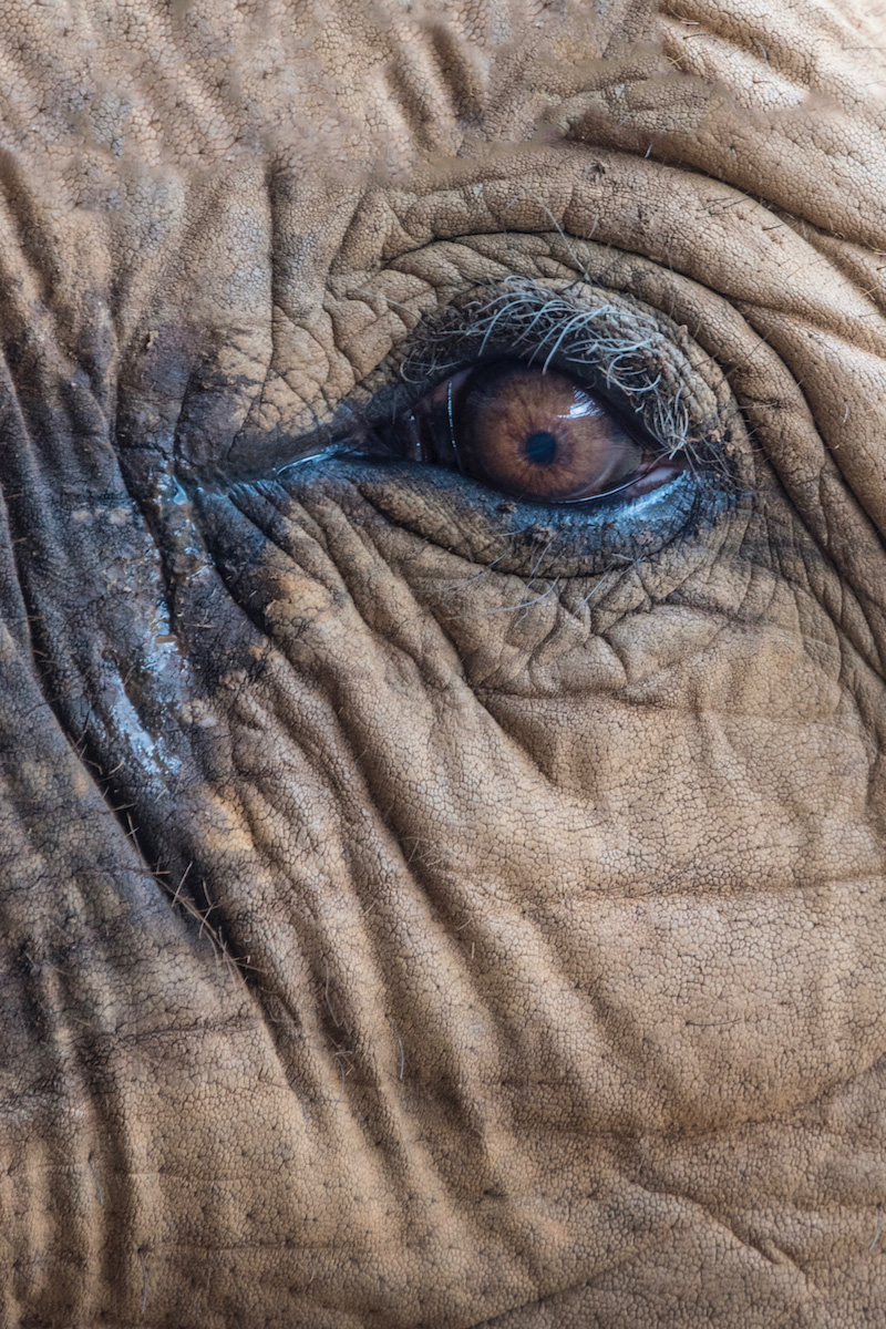 Elephant eye Chiang Mai