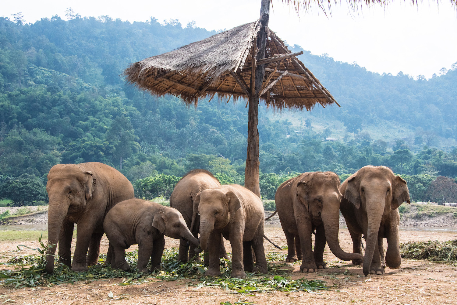 Chiang Mai elephants in Thailand