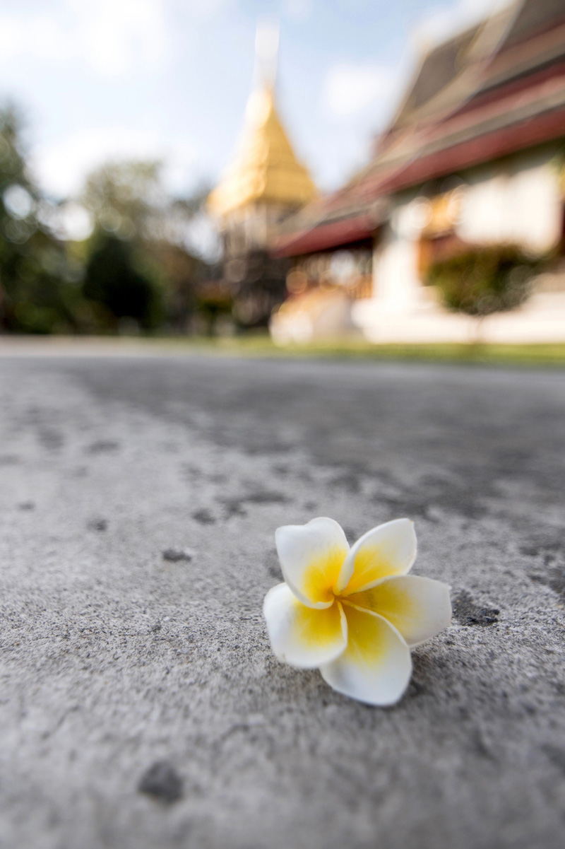 Chiang Mai Frangipani