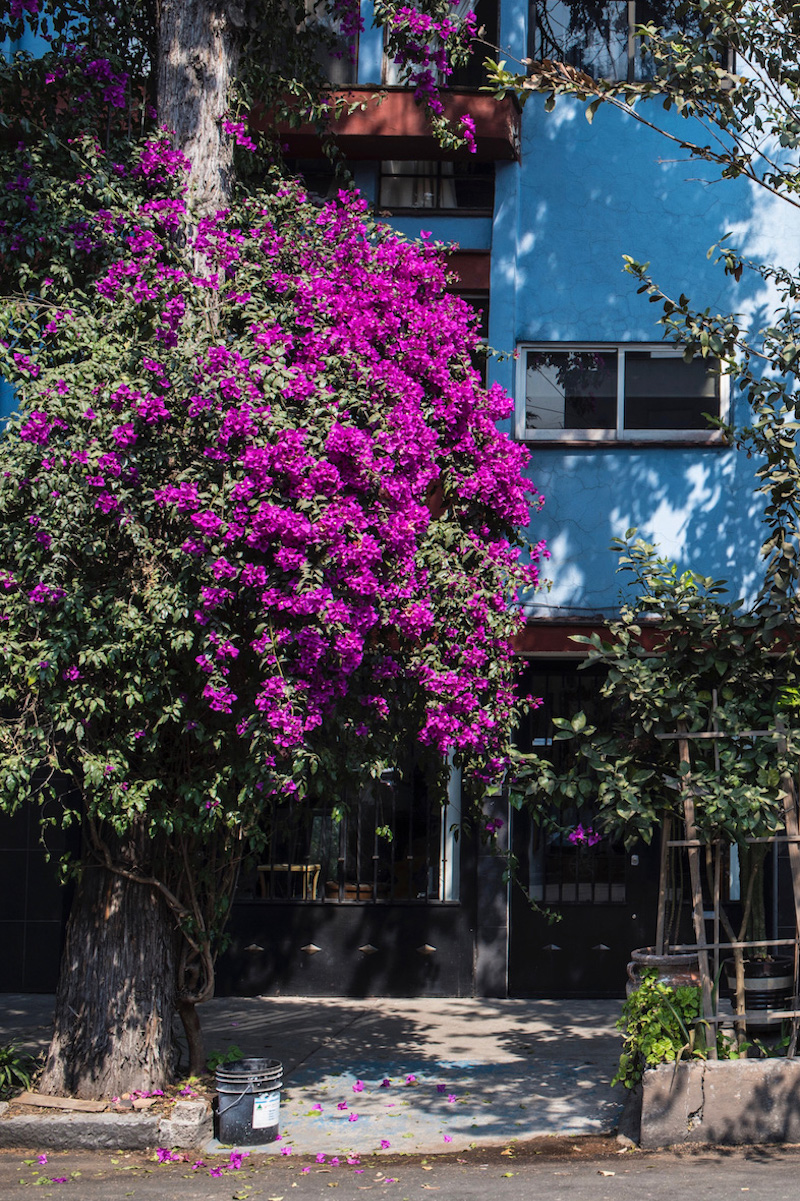 Street scene in La Condesa, Mexico City