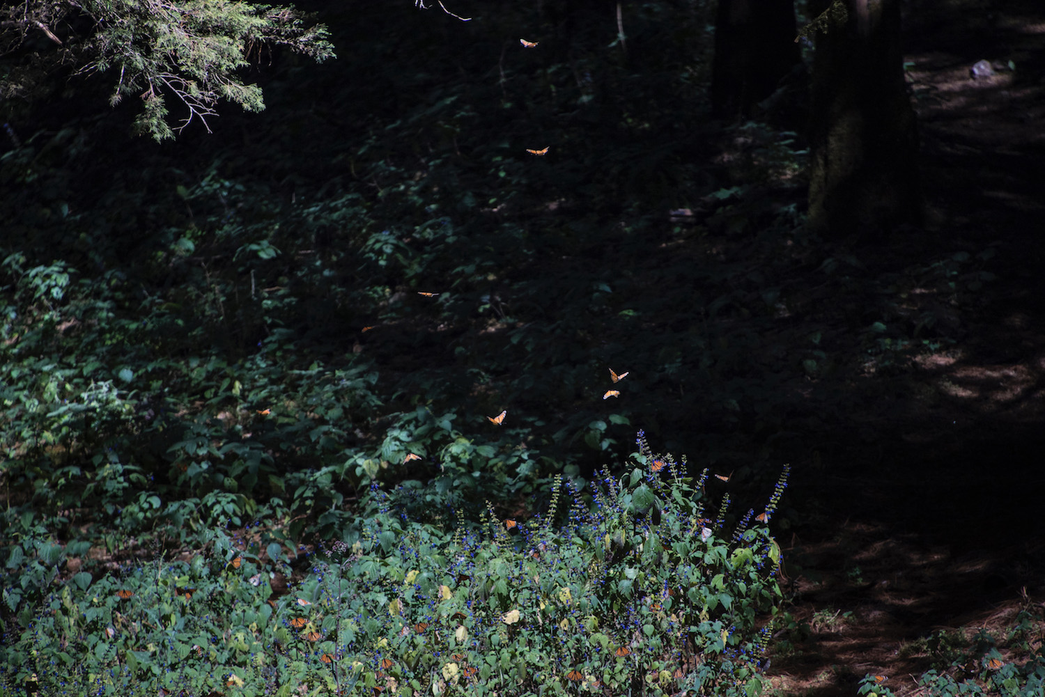 Monarch butterflies flutter above a meadow in Mexico