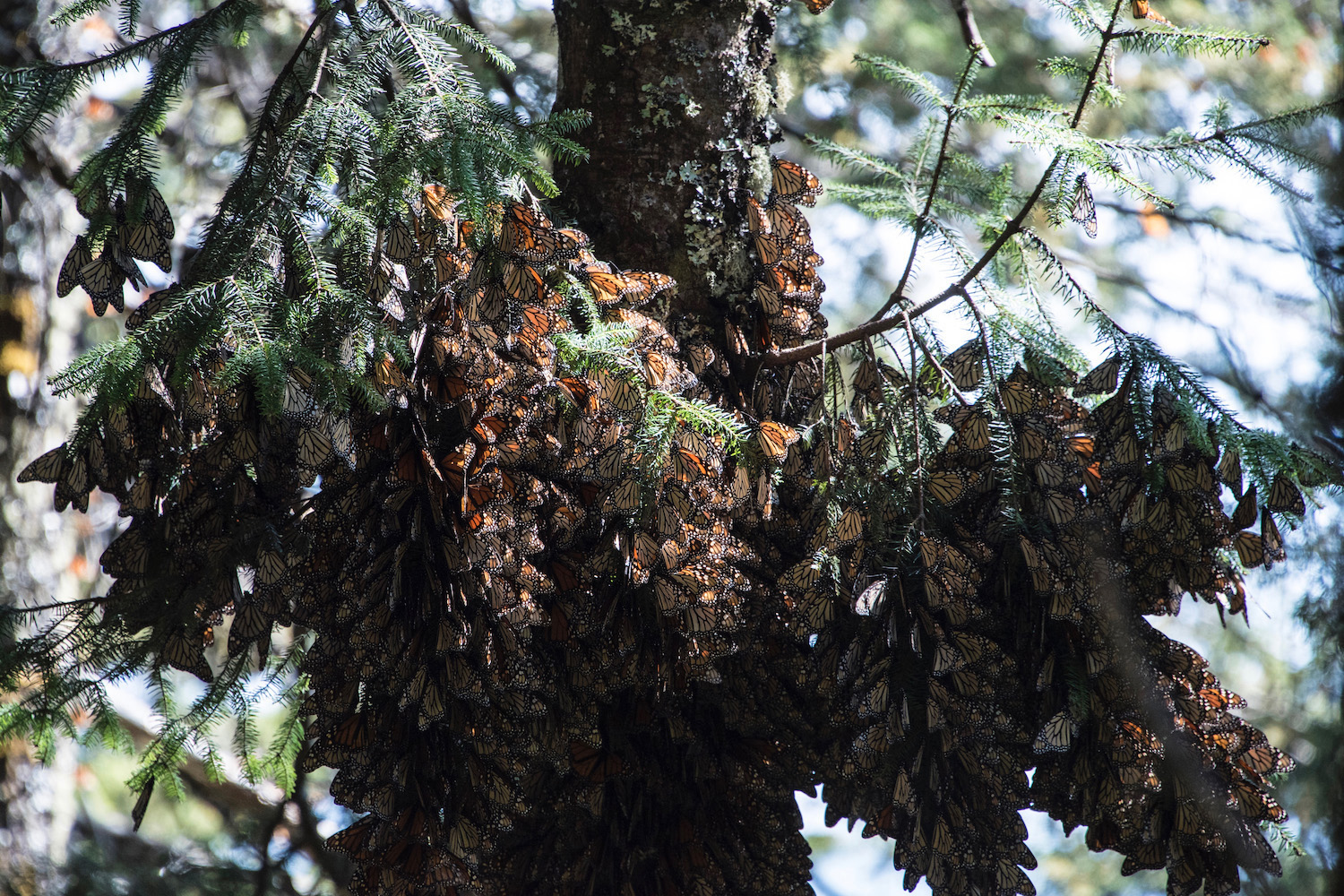 A monarch butterfly colony at Mexico's Cerro Pelon Biosphere