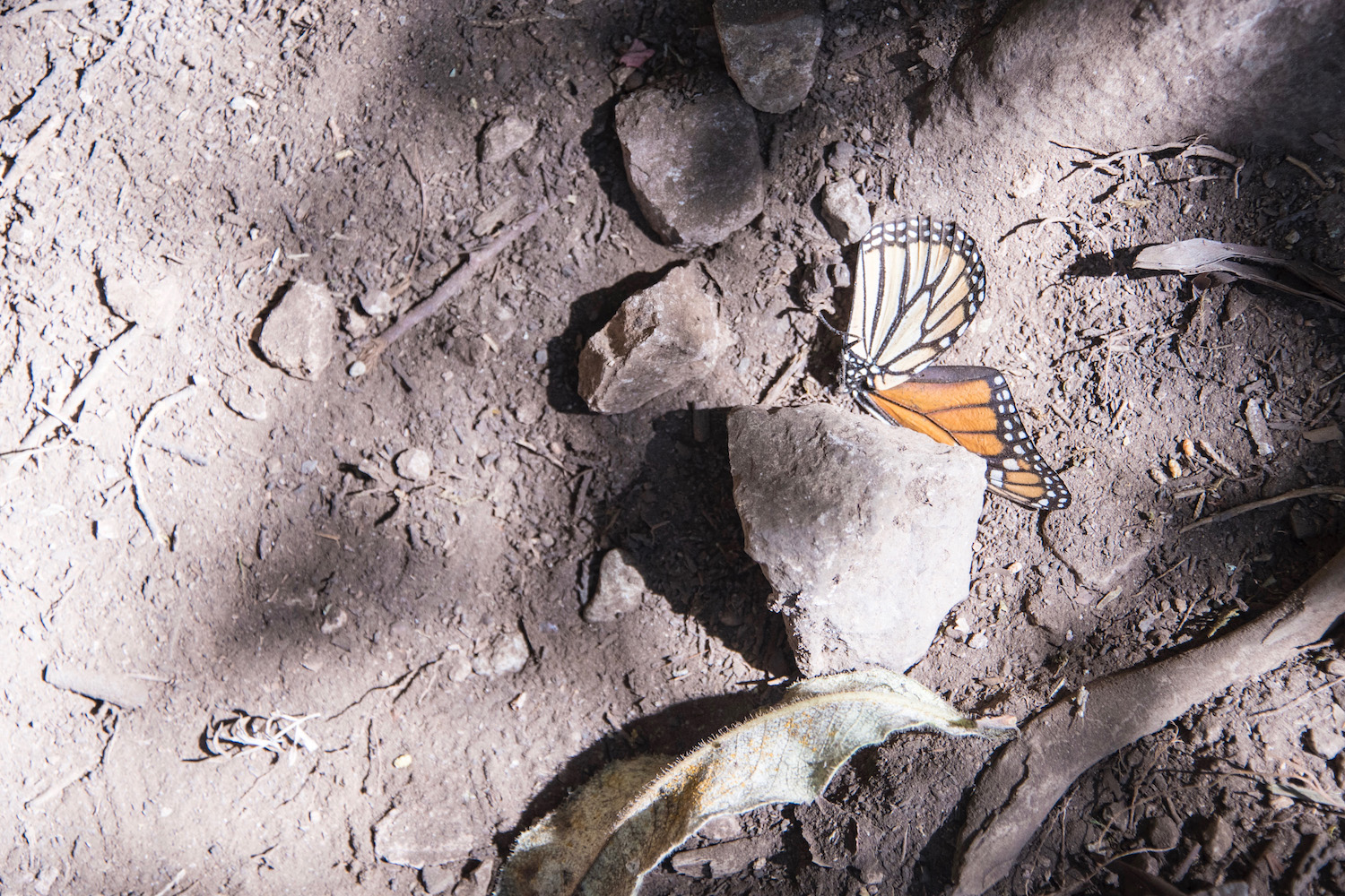 butterflies A dead monarch at Cerro Pelon biosphere in Mexico