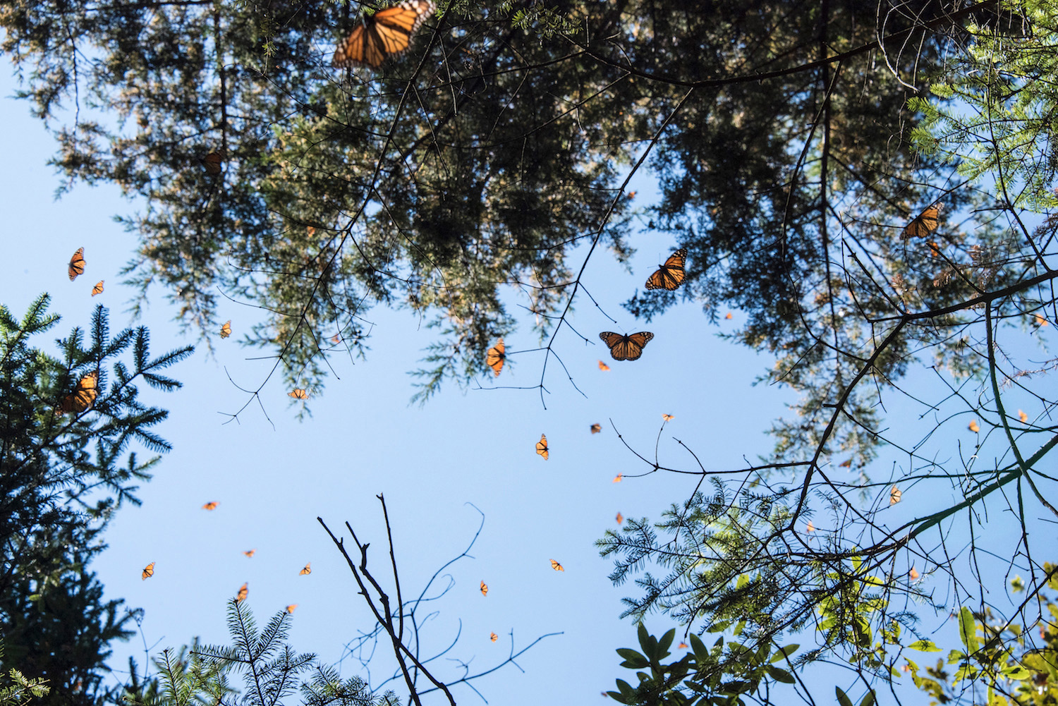 Monarch butterflies fill the sky over Mexico's Cerro Pelon Biosphere