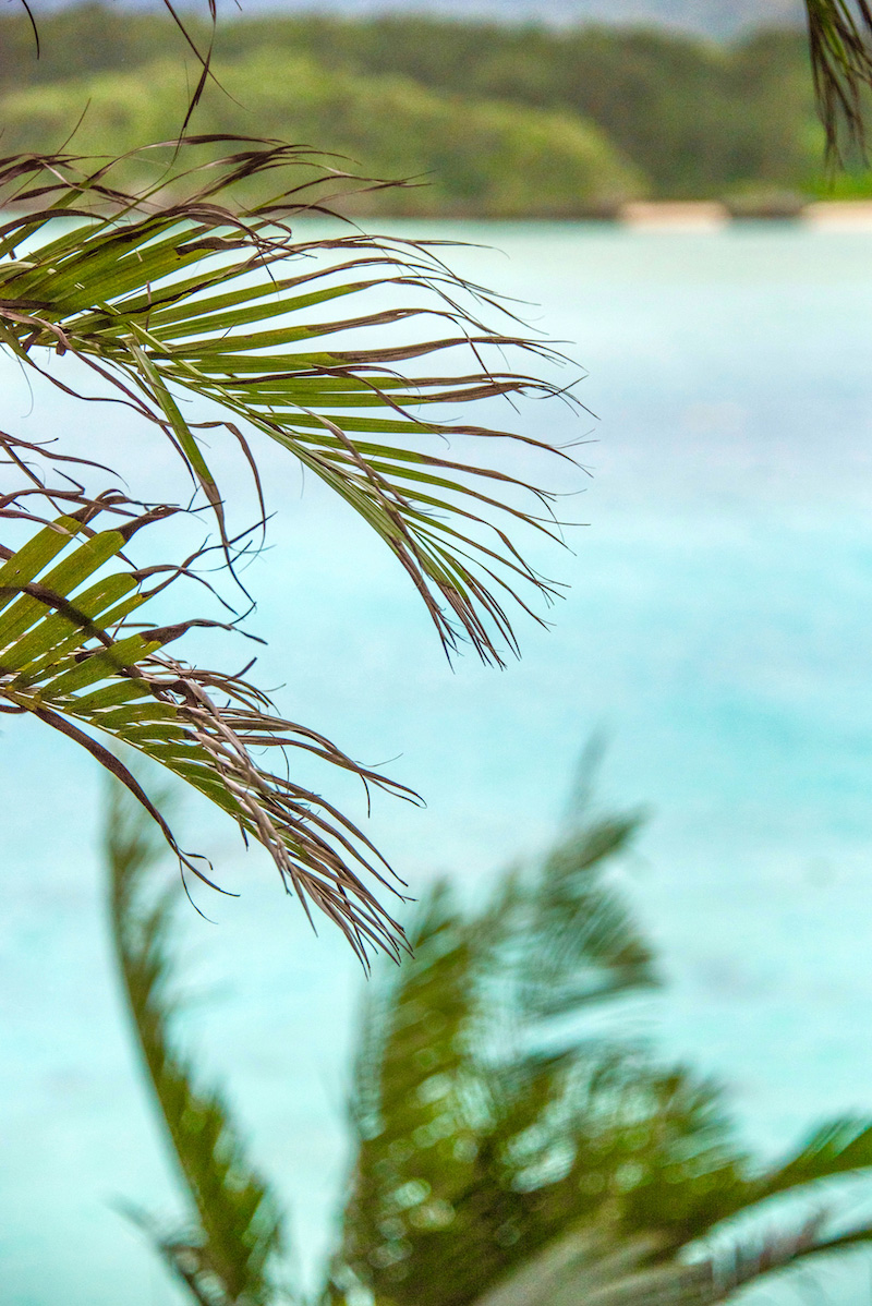 Palm trees in Ishigaki Okinawa