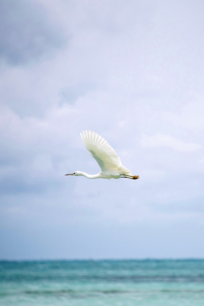 Sea bird in Taketomi Ishigaki Ishigaki Travel Guide