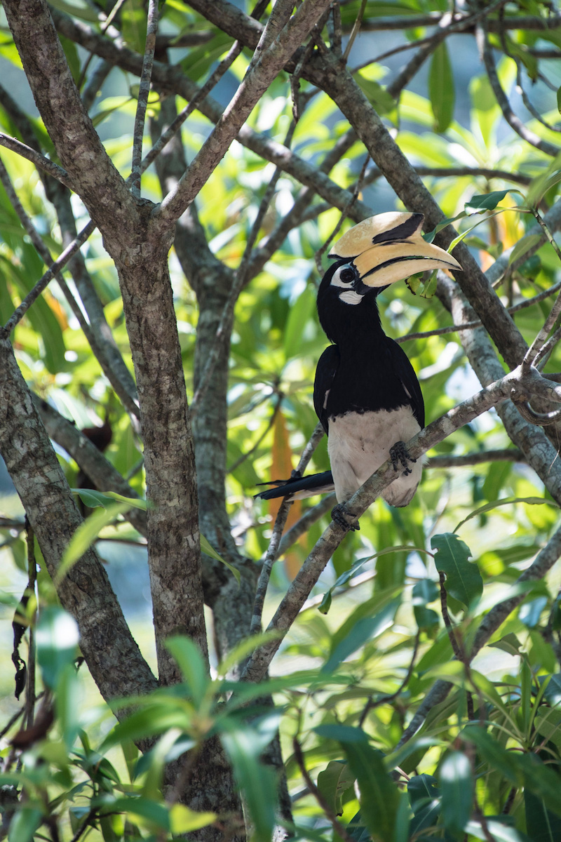 Koh Phayam Thailand hornbill