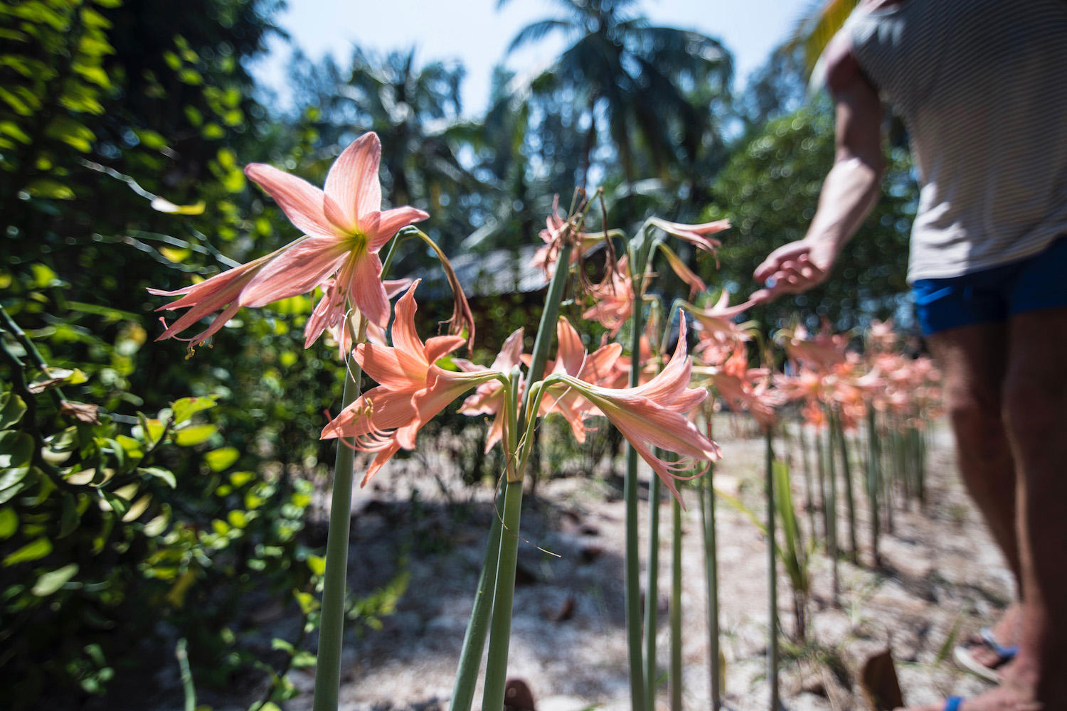 Koh Phayam Thailand Amaryllis