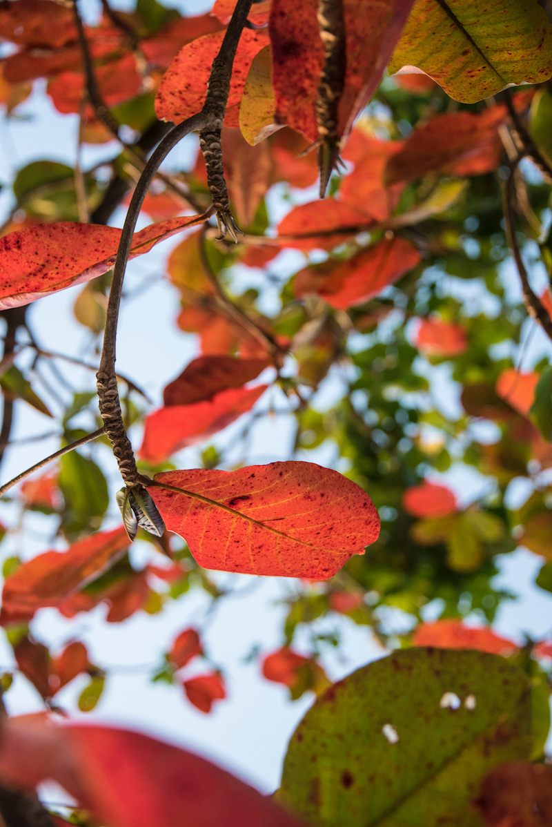 Koh Phayam Thailand Orange leaves