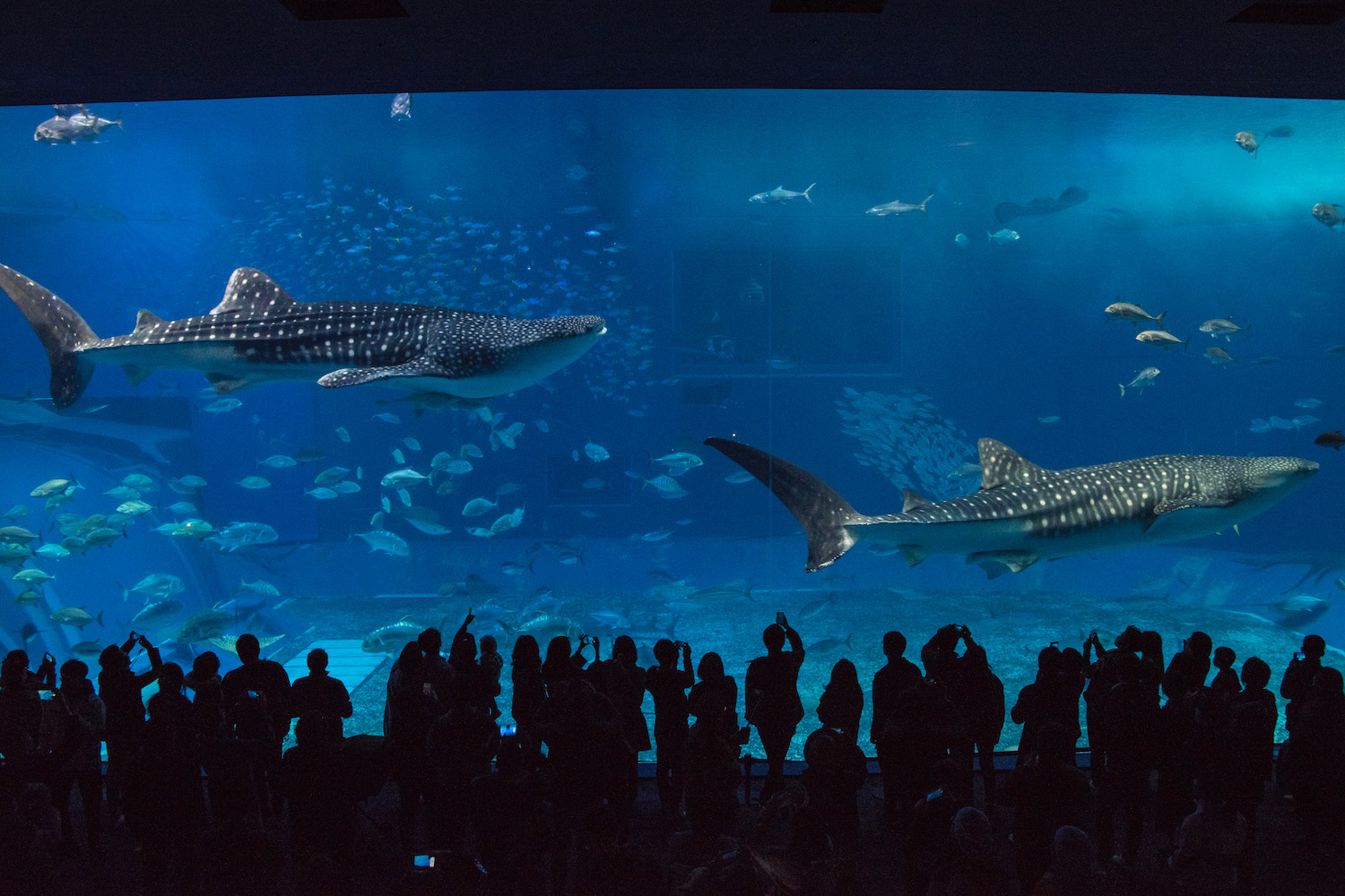 Whale sharks at Churaumi Aquarium in Naha Okinawa