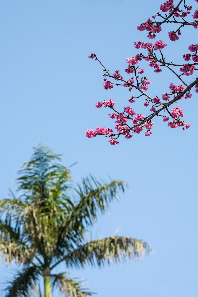 Cherry blossoms in Okinawa in winter