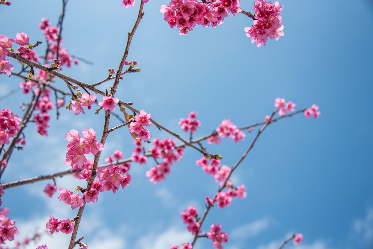 cherry blossoms