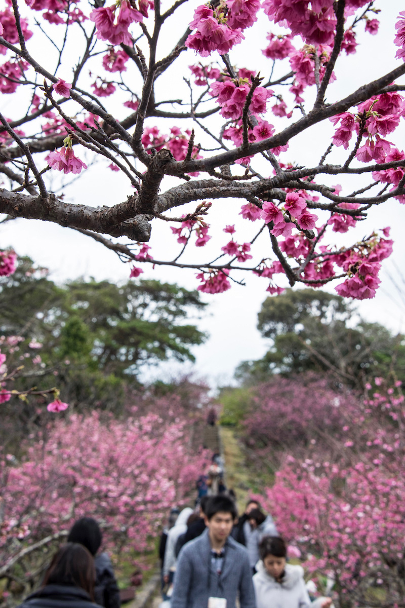 cherry blossoms